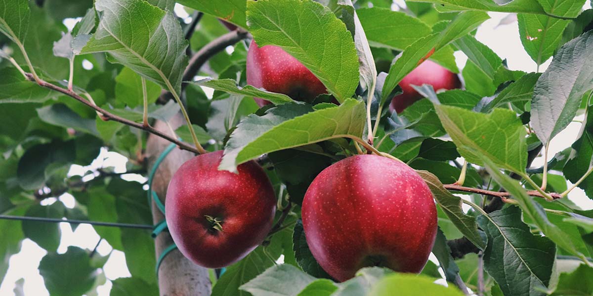 Joinfruit punta dritto all’intelligenza artificiale nei frutteti